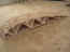 sawdust 017_800x600.jpg (48730 bytes)