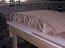 sawdust 051_800x600.jpg (59464 bytes)