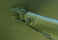 lift-struts.jpg (13476 bytes)